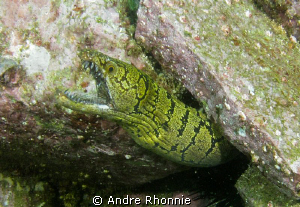 eels...taken at south west rock by canon IXUS SD990I with... by Andre Rhonnie 